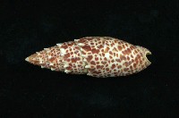 藏品(大紅牙筆螺)的圖片